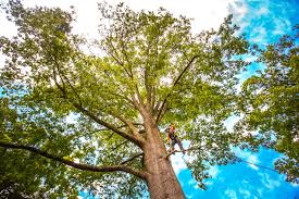 How Our Tree Care Process Works  in  Northlake, SC