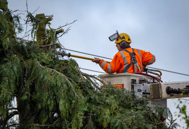 Best Tree Trimming and Pruning  in Northlake, SC