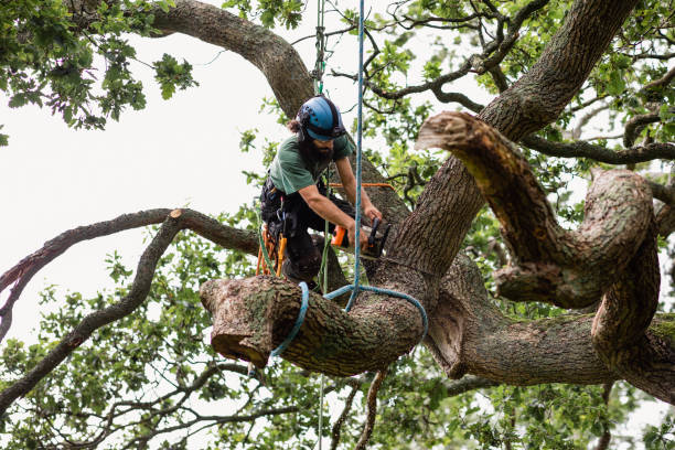 Best Hedge Trimming  in Northlake, SC