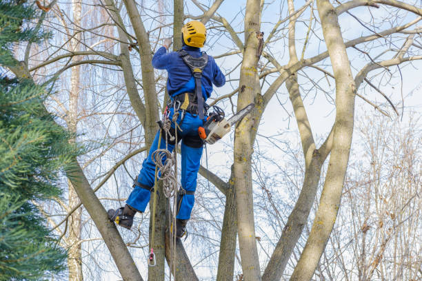 Best Tree Mulching  in Northlake, SC