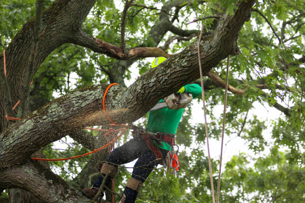 Best Commercial Tree Services  in Northlake, SC