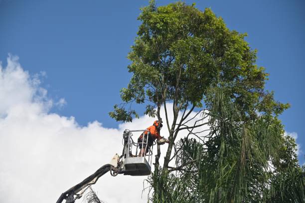 Best Palm Tree Trimming  in Northlake, SC