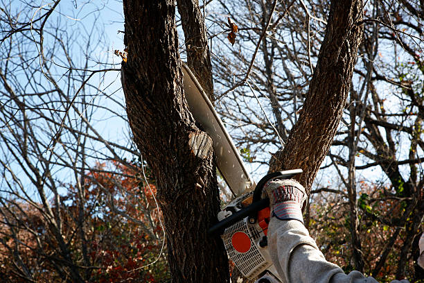 Best Tree Cabling and Bracing  in Northlake, SC