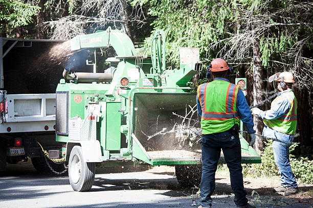 Best Utility Line Clearance  in Northlake, SC