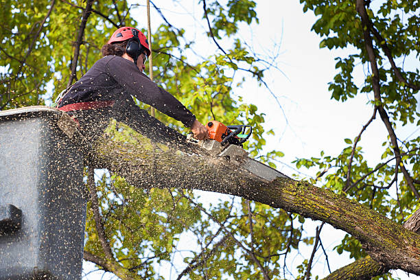 Best Stump Grinding and Removal  in Northlake, SC