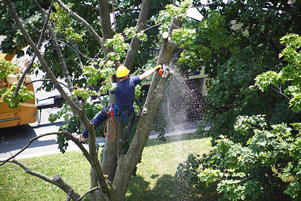 Best Tree Removal Service  in Northlake, SC