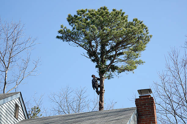 Best Weed Control  in Northlake, SC